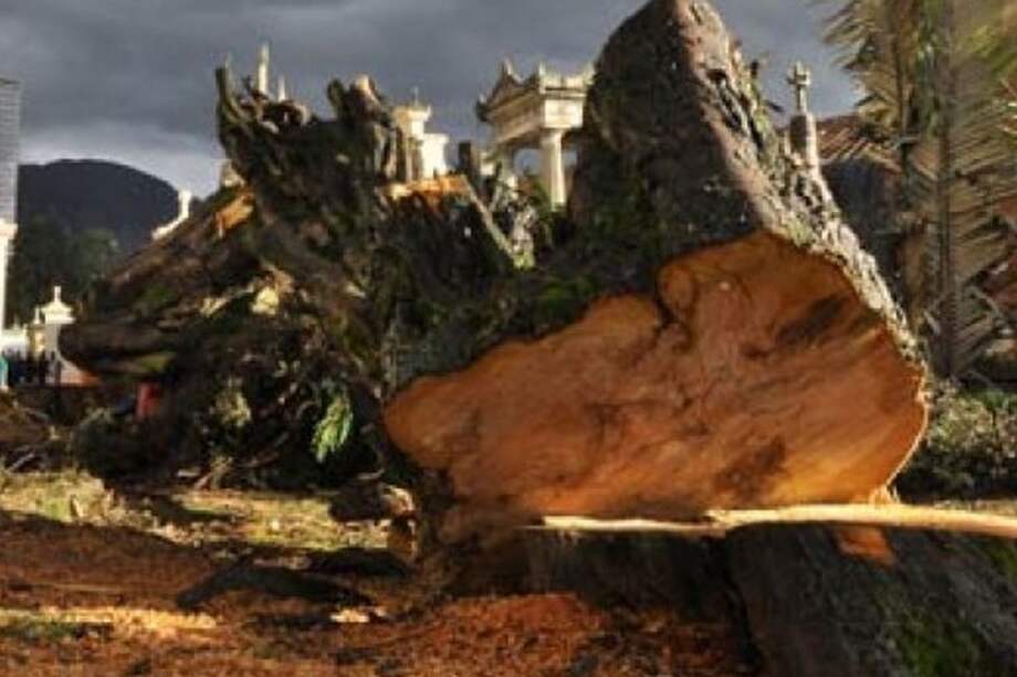 Secretaría de Ambiente recomendó tala de árboles en Concejo de Bogotá