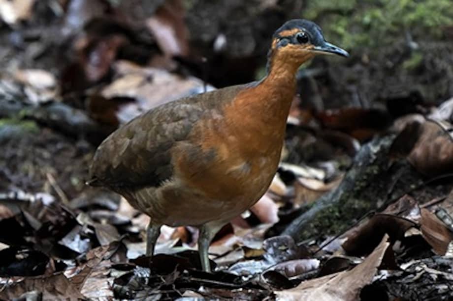 Nueva especie de ave en la Amazonia.