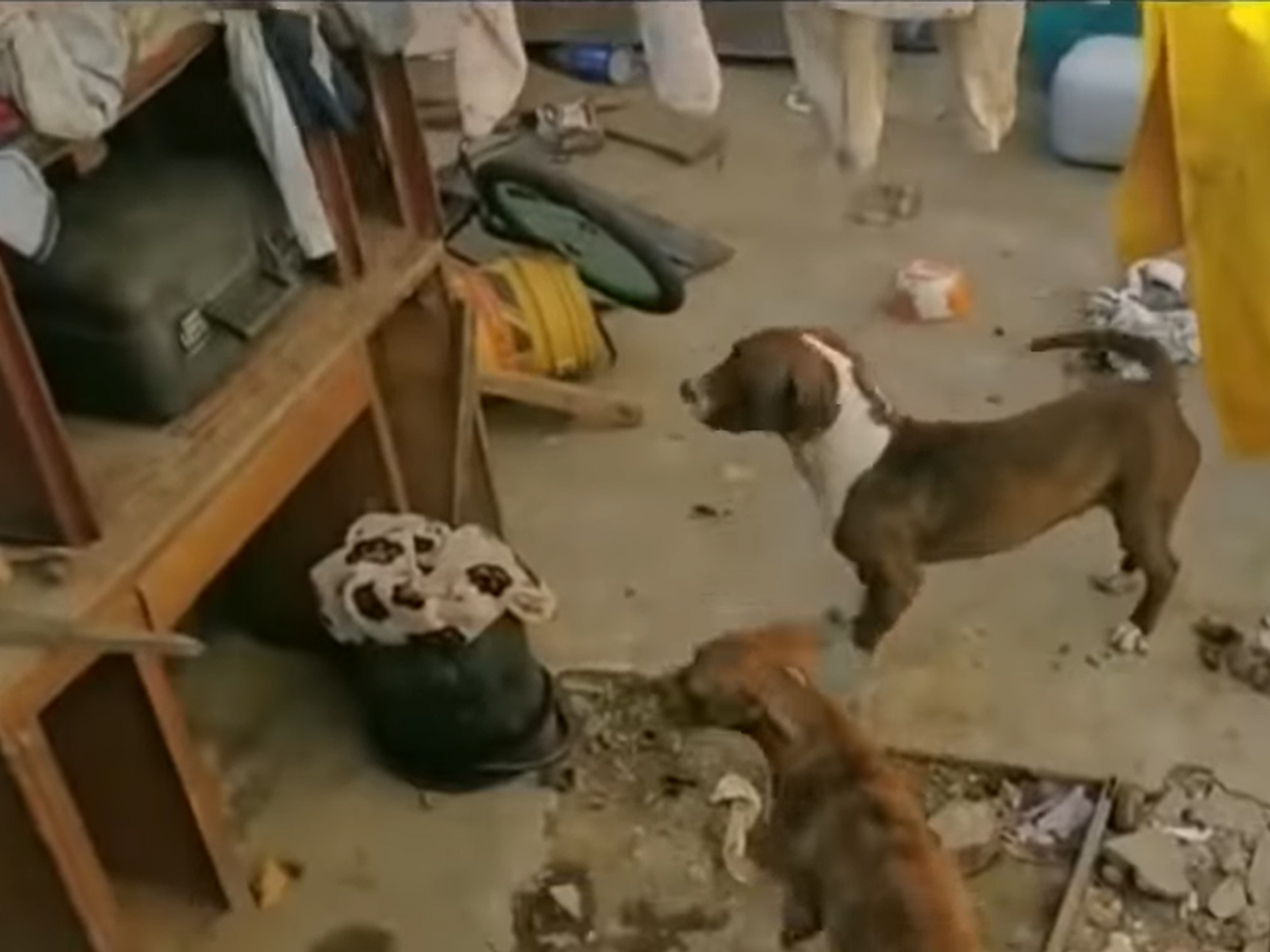 ICBF había sido alertado del riesgo del niño que fue atacado por perros ...