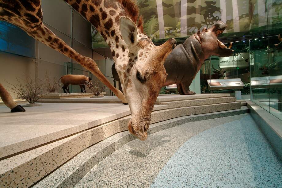 El Museo Nacional de Historia Natural se puede conocer desde casa gracias a su completo recorrido virtual.