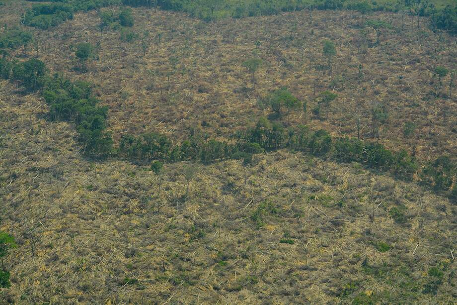 Para Colombia, la pérdida de selva virgen aumentó 9% entre 2017 y 2018. / Archivo Partícular