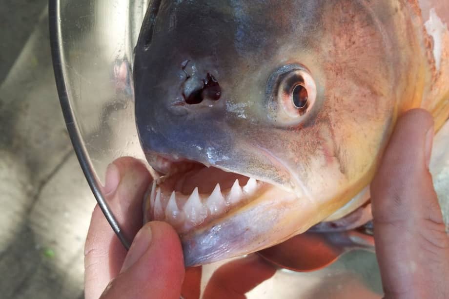 Fotografía de los dientes afilados de una piraña amarilla./ EFE