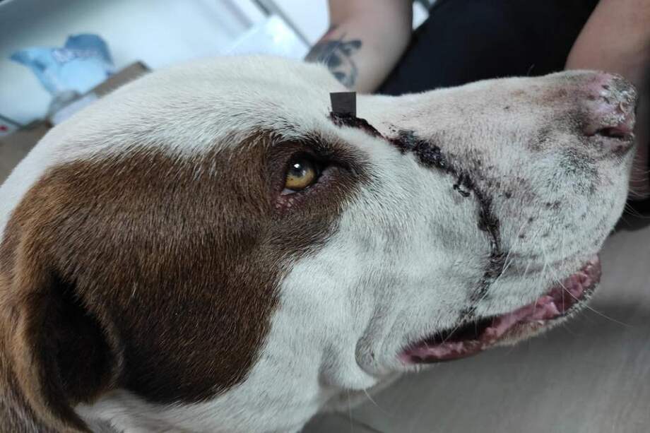 El pronóstico de Snoop es reservado.