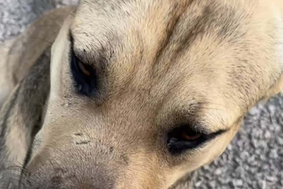 El perrito llegó en búsqueda de un hogar. Ahora, recibe todo lo necesario para estar en buen estado de salud.