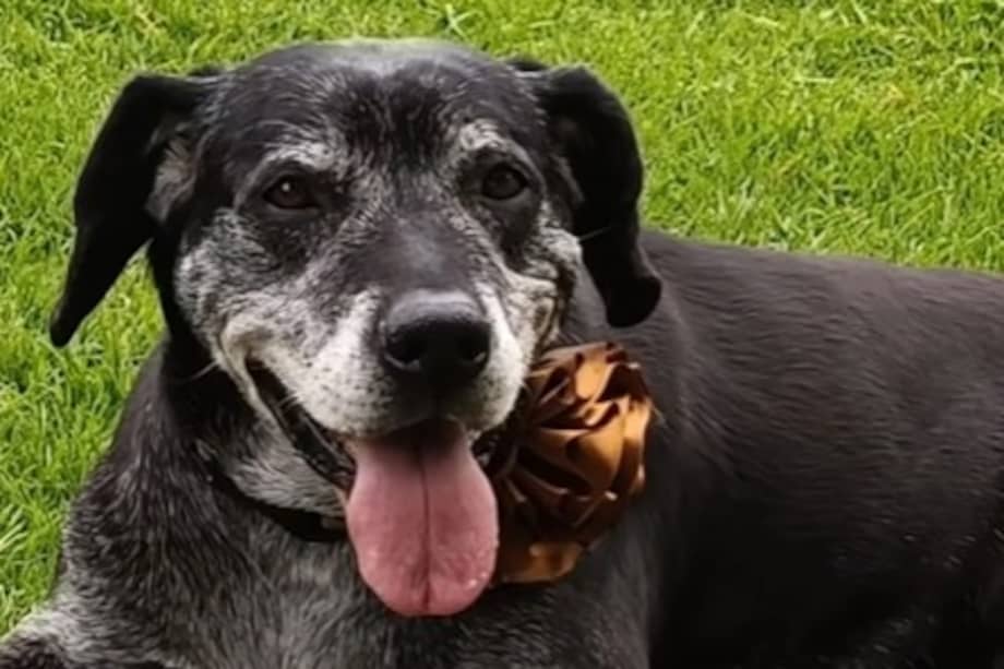 A pesar de su edad y de la ausencia de una de sus patas traseras, Bailey encontró una familia que decidió darle una segunda oportunidad.
