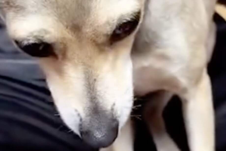 La perra habría sido maltratada durante muchos años, por lo que se muestra temblorosa y asustadiza.