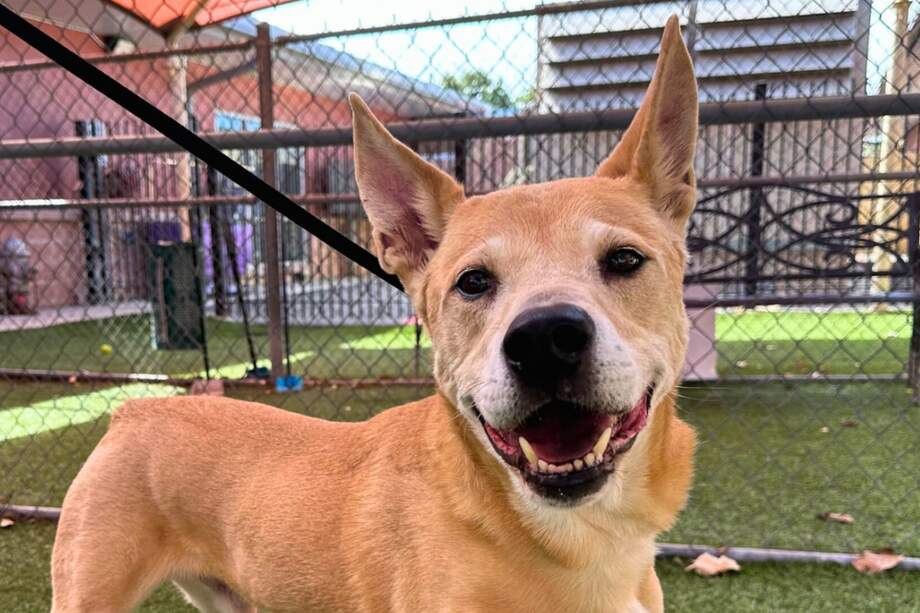 Aunque las intenciones de estar pendiente del animal fueron genuinas, los vecinos no pudieron acoger a los perros.