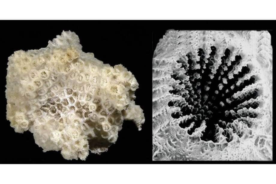 Un coral prefiere comer microplásticos a alimentos naturales. / Stephen Cairns Et Al.