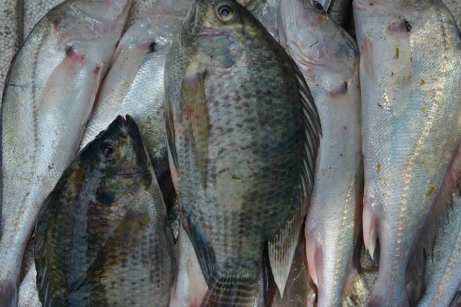 Cerca de 35.000 familias viven de la pesca artesanal en la cuenca del Magdalena. / Fredy Gómez- TNC