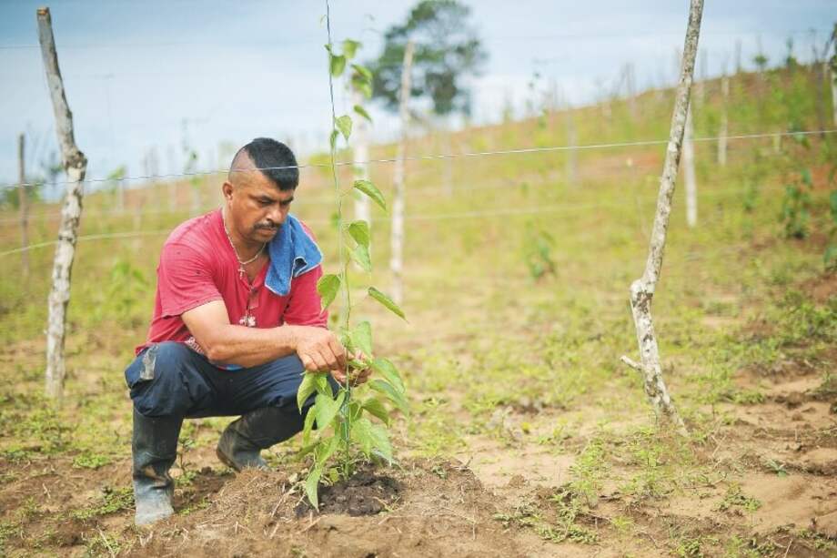 Según el Gobierno, 2.876 excombatientes se encuentran en los Espacios Territoriales de Capacitación y Reincorporación y 7.832 están fuera de ellos./ Archivo El Espectador.