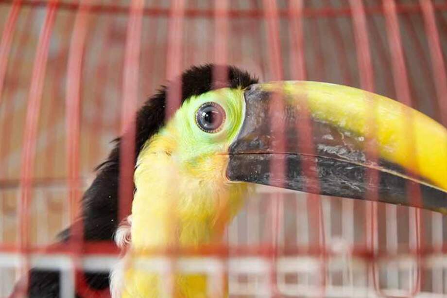 El Tucán fue rescatado en Manrique, Medellín.