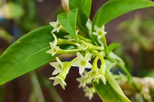 Plantas que perfuman el jardín de noche: cuáles son y dónde ubicarlas
