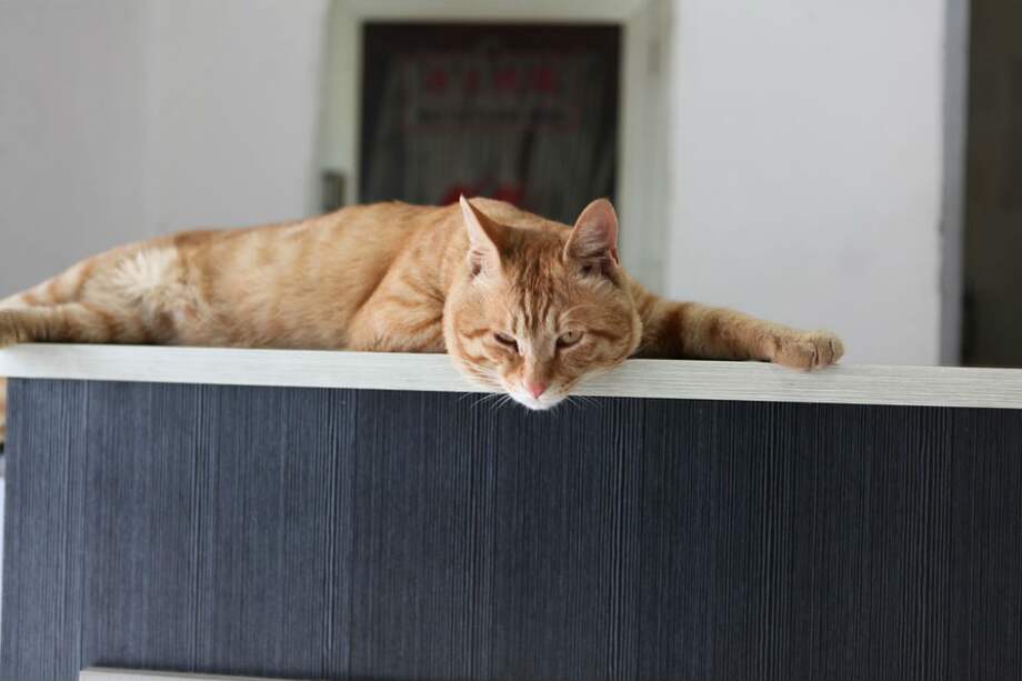 Tomada de Pixabay/Referencia