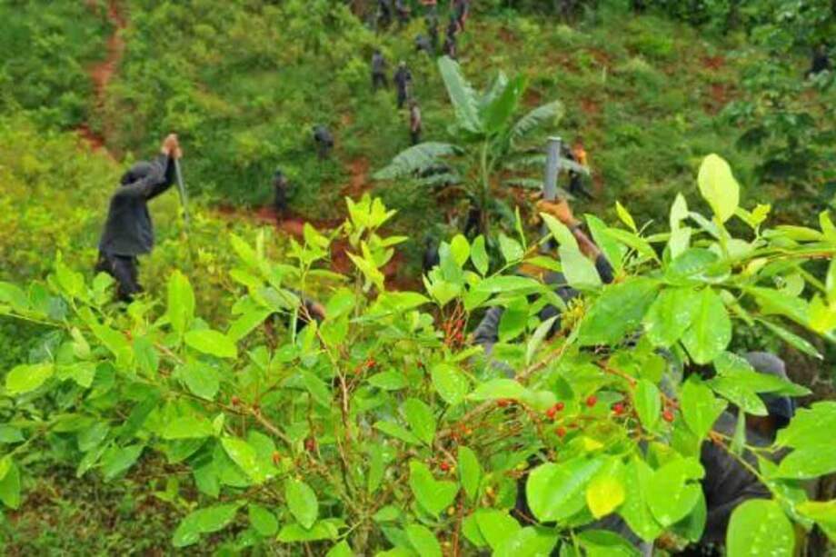 Las hectáreas de coca sembradas en Colombia tuvieron un ligero descenso del 0,5 % el año pasado al pasar de 209.000 a 208.000. / Archivo El Espectador