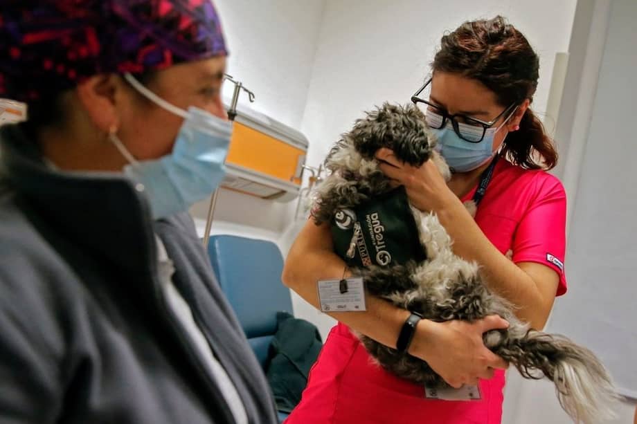 Los animales estarán hasta 45 minutos con sus dueños en las habitaciones.
