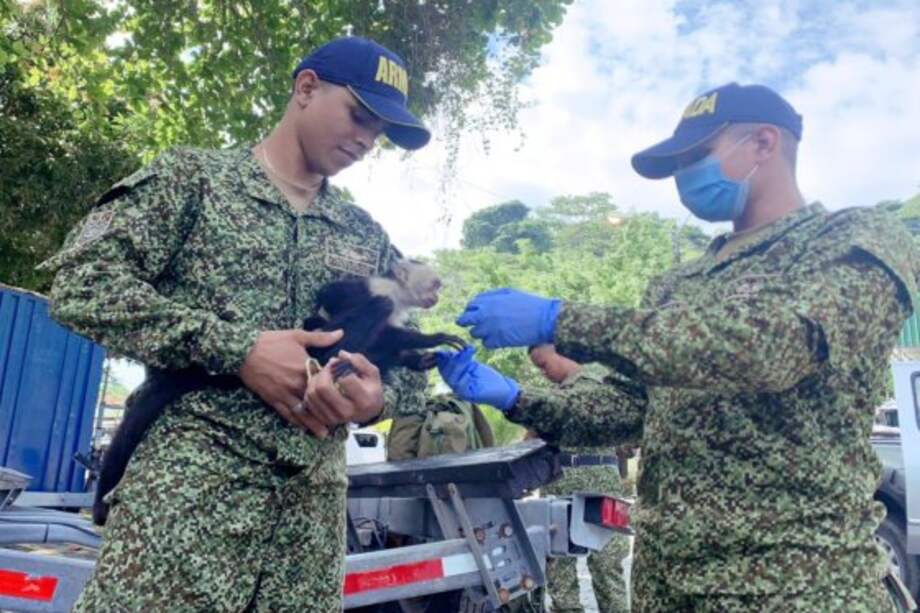 Un mono maicero llamado Marquito fue rescatado cuando se encontraba en el casco urbano del municipio de Olaya Herrera.