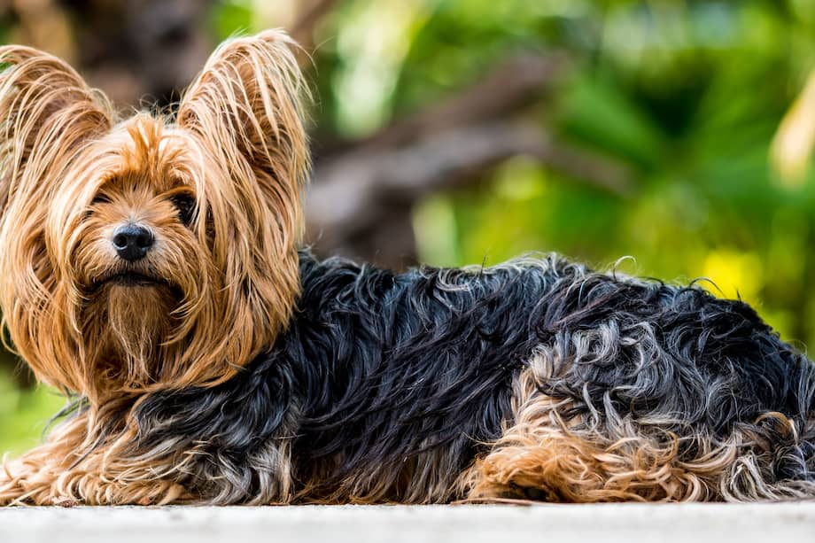 Son perros que requieren de gran cuidado con su pelaje.