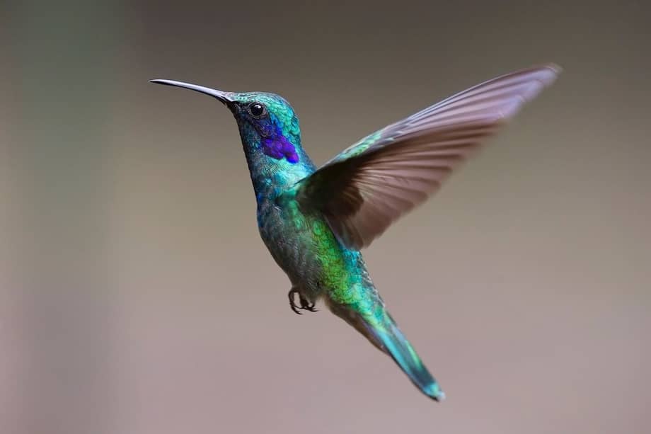 En Bogotá se encuentran alrededor de 15 especies de colibríes.