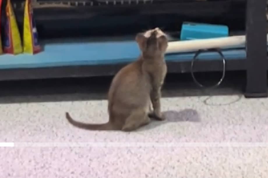 El video de Mimi se viralizó rápidamente y ya supera los 3,7 millones de reproducciones y más de 560.000 “me gusta”.