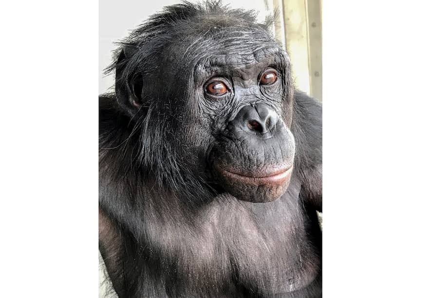 Kanzi, el bonobo que hizo parte del experimento.