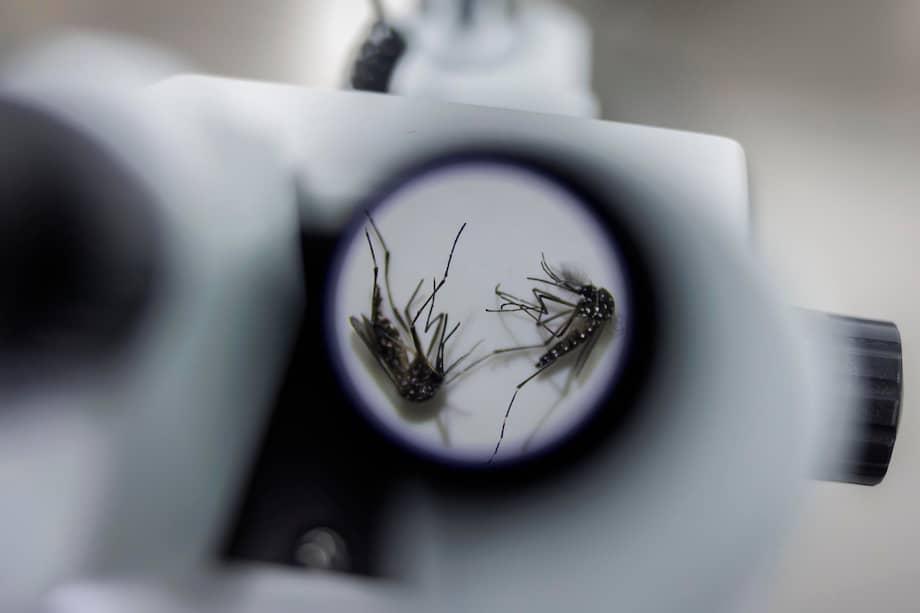 Fotografía que muesta mosquitos Aedes aegypti en un laboratorio de la empresa de biotecnología británica Oxitec, en Campinas (Brasil).