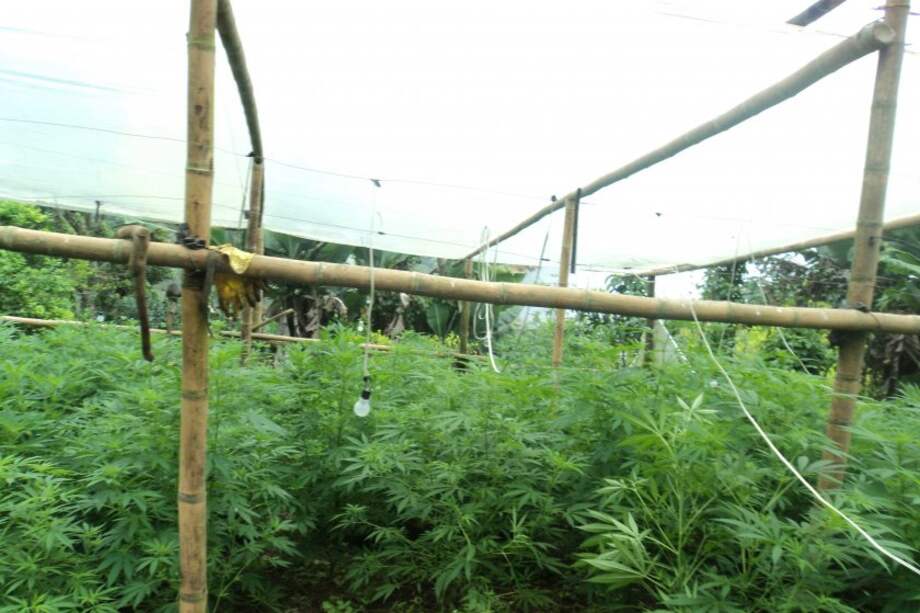 Destruyen invernadero con 3 mil matas de marihuana