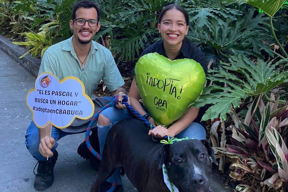 Se busca hogar para 200 gatos, perros y equinos en Buga, Valle del Cauca.