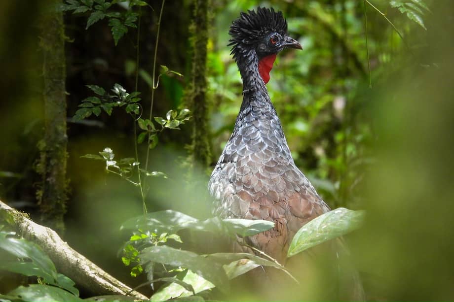 Nombre común: Águila pescadora
Nombre científico: Pandion haliaetus
Foto tomada vía Galicia - Pereira