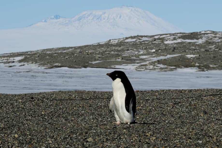 Pingüino de la Antártida.