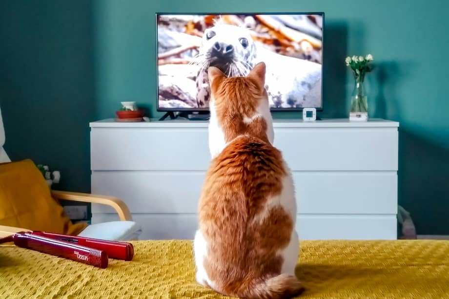 Al no poder atrapar físicamente lo que ven, algunos gatos pueden desarrollar ansiedad.