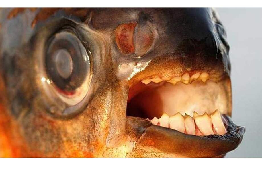 Alerta en Suecia por pez 'muerde-testículos'