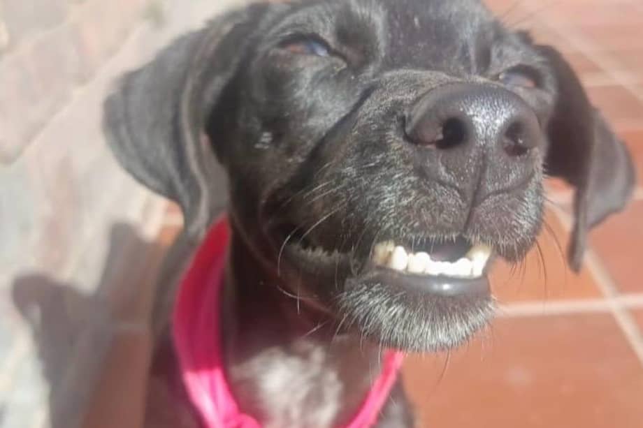 Angelita tiene entre tres y cuatro años, es de tamaño pequeño y está esterilizada.