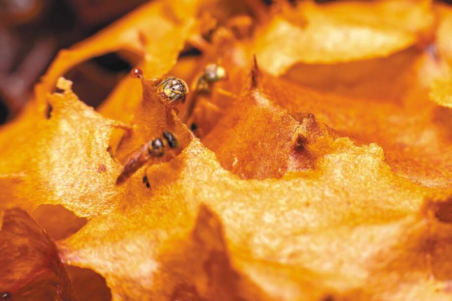 La semana pasada se firmó un acuerdo en la Zona de Reserva Campesina La Perla Amazónica. / PNUD Colombia