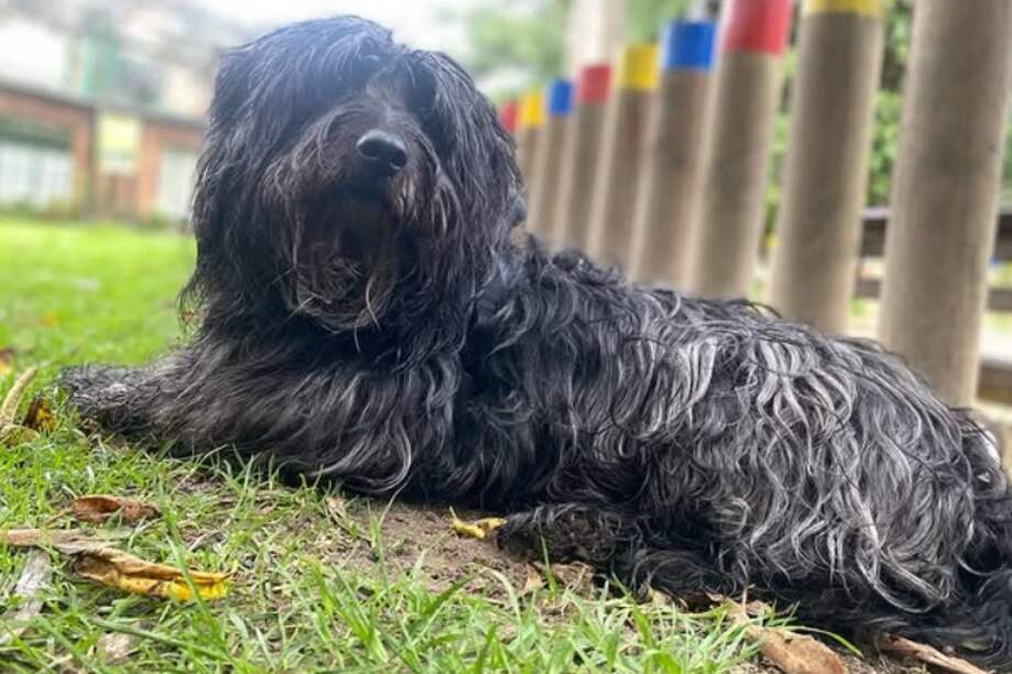 La fundación lleva servicios veterinarios y educación sobre bienestar animal a comunidades de todo el país.