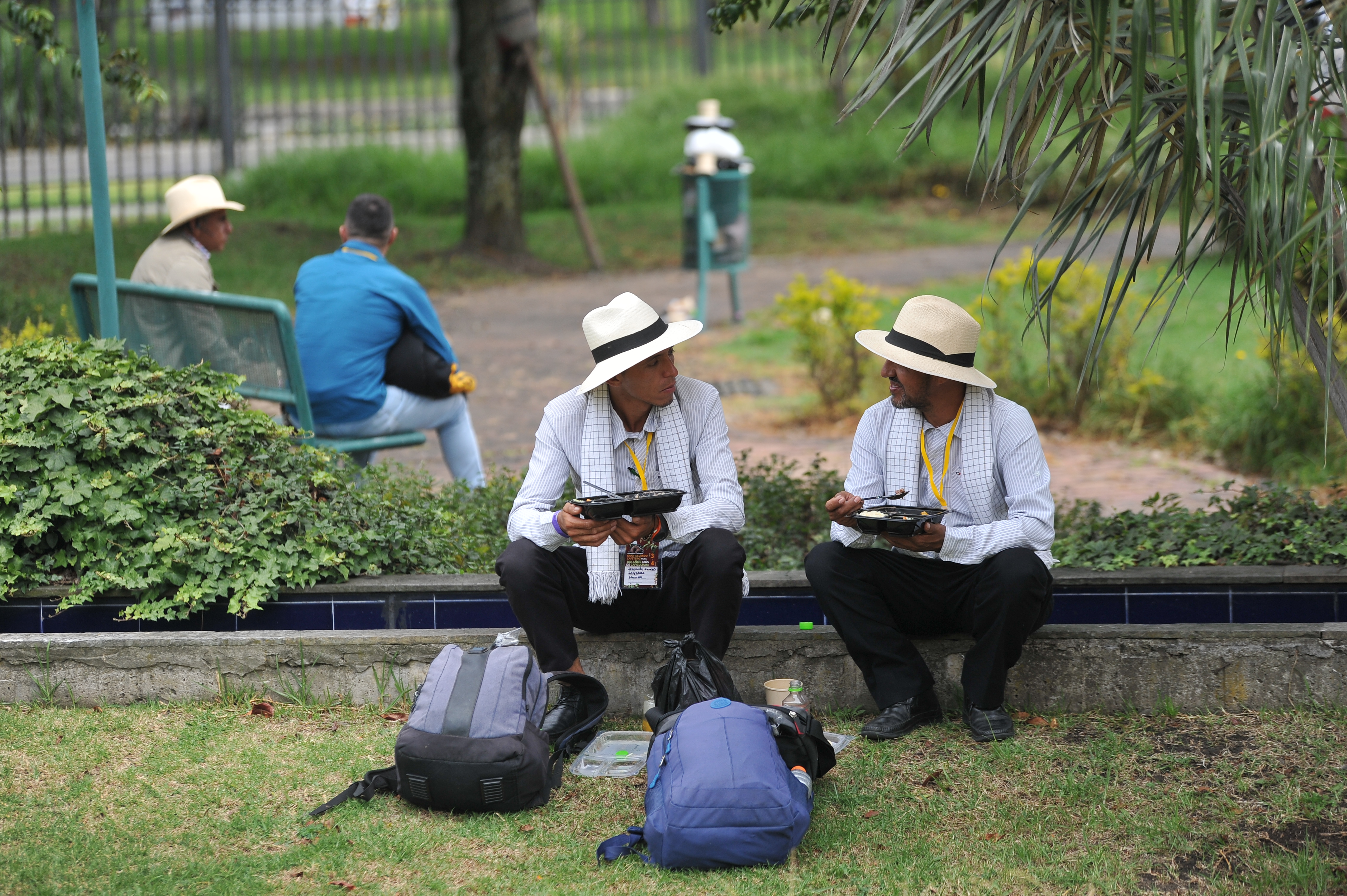 Más de 194.000 cafeteros votan en las Elecciones Cafeteras 2026 en Colombia