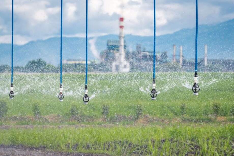 Providencia es pionera en sembrar y cultivar caña orgánica. / Cortesía