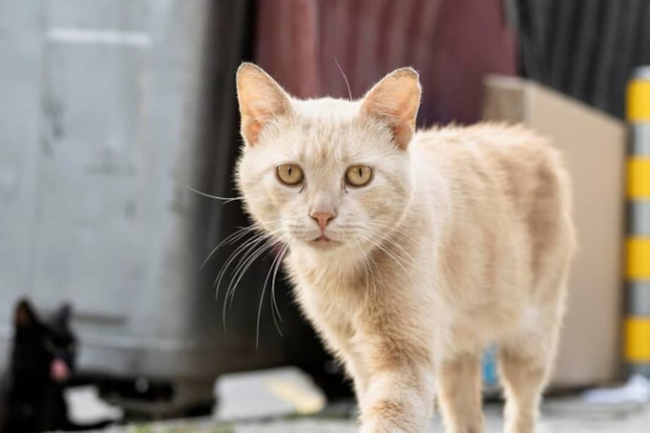 Los gatos criollos son grandes compañeros de vida.