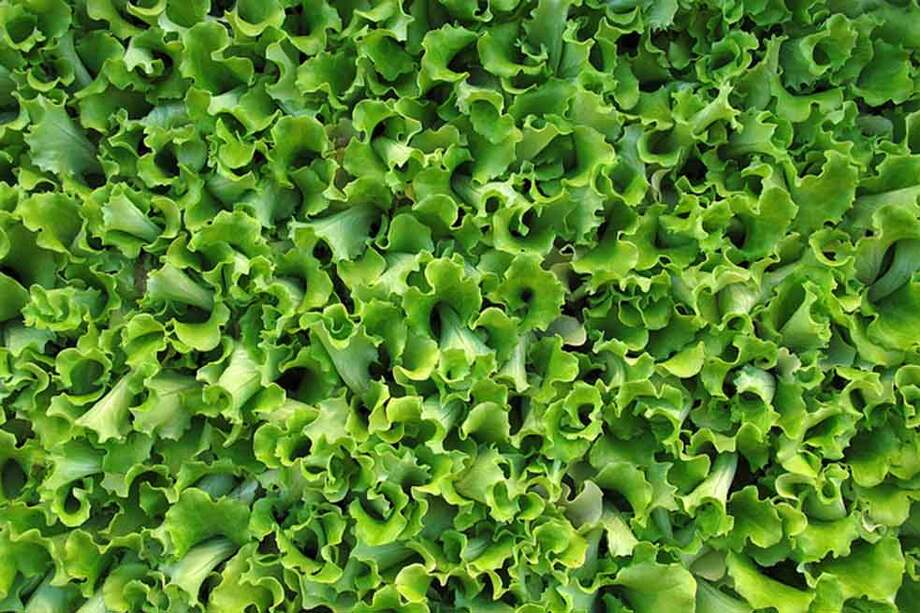 Plantones de lechuga.