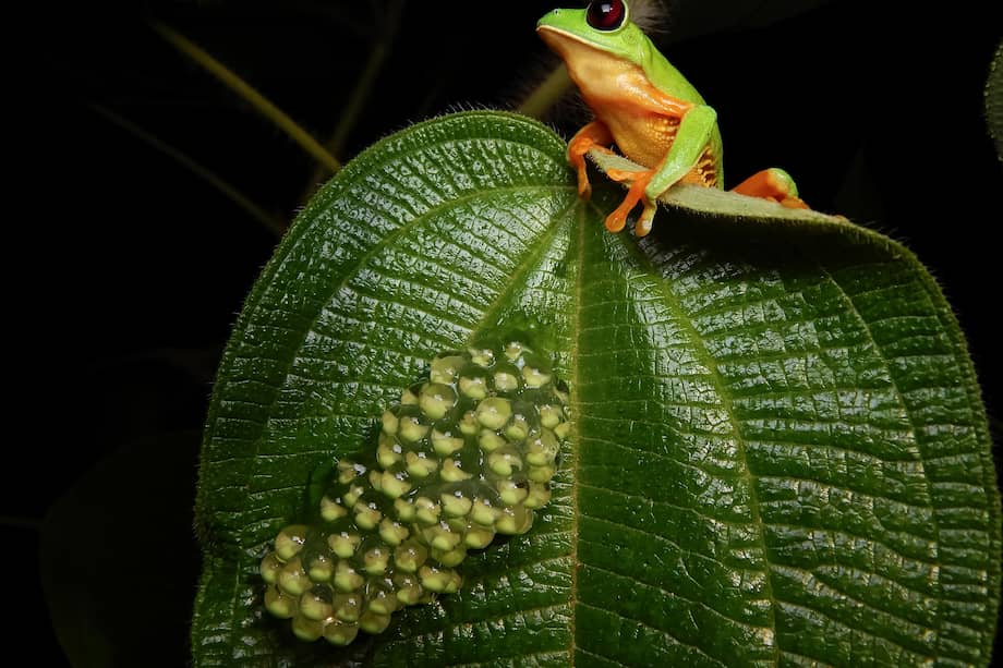 La agenda de TNC cuenta con actividades donde se discutirá cómo cumplir las distintas metas del Marco Global de Biodiversidad.