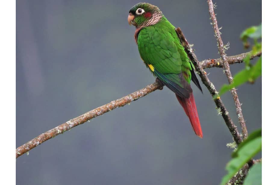 El proceso de investigación recopiló cerca de 2.100 datos que permitieron la identificación de estas especies. / Cortesía