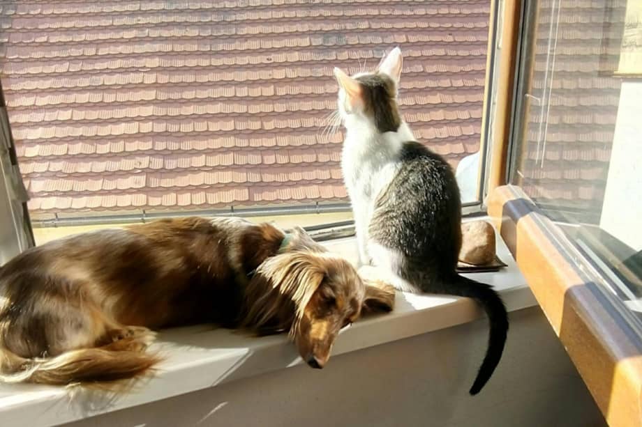 El vínculo que se establece entre una persona y su mascota es único e irremplazable.