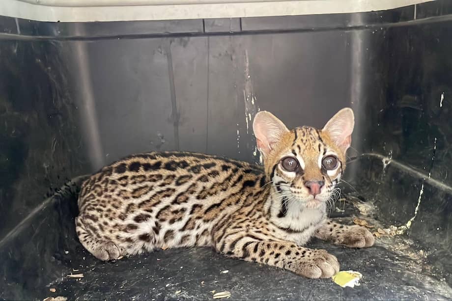 En los últimos dos años, más de 220 animales han muerto en las vías de Cundinamarca. Zarigueyas, zorros y serpientes, las víctimas más frecuentes.