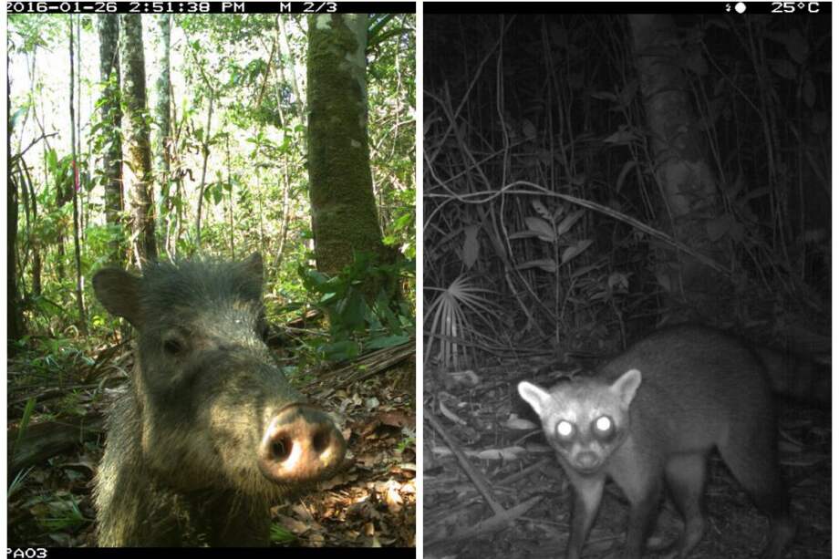 Un pecarí y un mapache estuvieron entre los animales fotografiados por el equipo de científicos del Museo Field de Chicago. /EFE