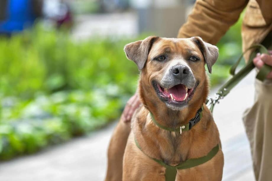 Autoridades, fundaciones y ciudadanía participaron en rescates y procesos de adopción responsable a lo largo de 2025.