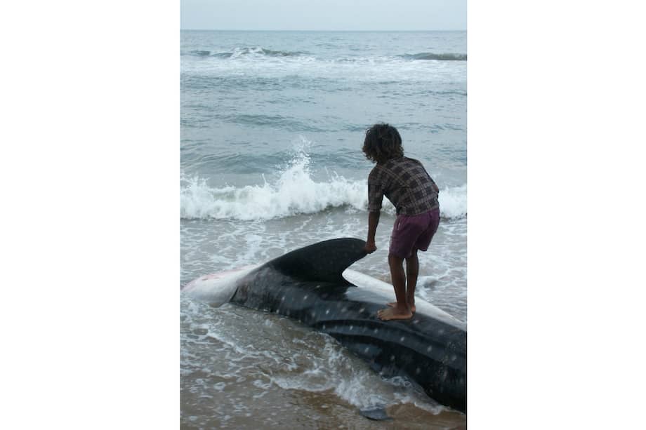 Un niño sobre un tiburón ballena. / Pixabay