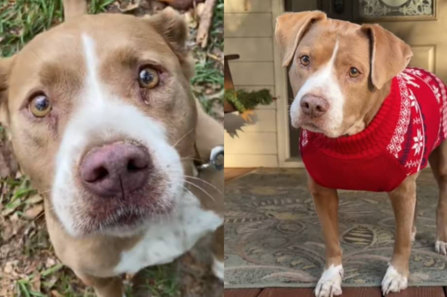 El antes y después de Molly, una perrita que fue abandonada a sus 10 años por su anterior familia.