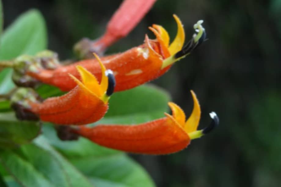 Imagen de referencia