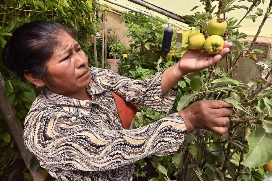 Primitiva Limachi, de 48 años, revisa un manzano en su huerta orgánica en El Alto, Bolivia.
