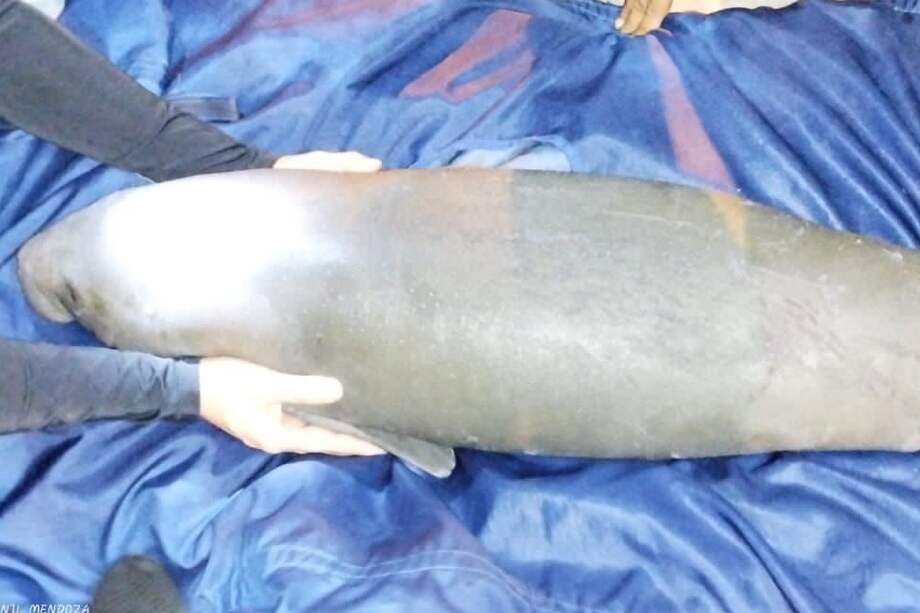 Manatí rescatado.