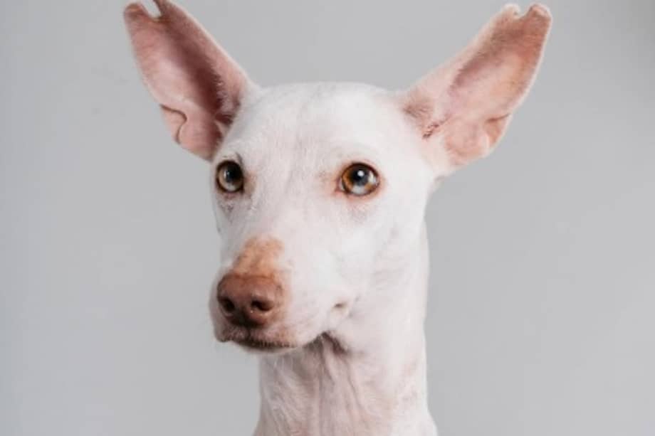 Patitas de la Protesta busca ahora un hogar realmente comprometido para Malvina.